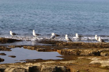 Martılar Kuzey İsrail'in Akdeniz deniz kıyısında oturmak 