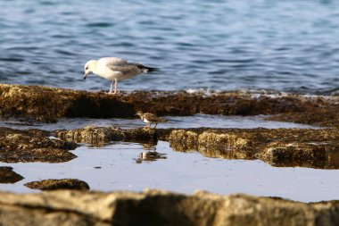 Martılar Kuzey İsrail'in Akdeniz deniz kıyısında oturmak 