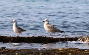 Martılar Kuzey İsrail'in Akdeniz deniz kıyısında oturmak 