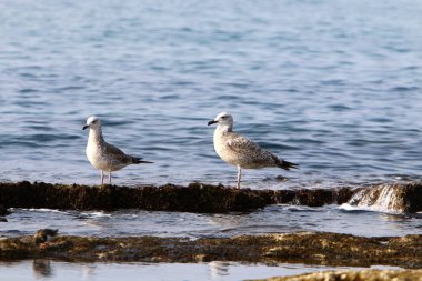 Martılar Kuzey İsrail'in Akdeniz deniz kıyısında oturmak 