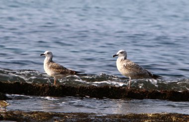 Martılar Kuzey İsrail'in Akdeniz deniz kıyısında oturmak 