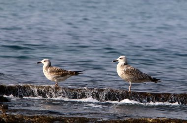 Martılar Kuzey İsrail'in Akdeniz deniz kıyısında oturmak 