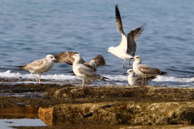 Martılar Kuzey İsrail'in Akdeniz deniz kıyısında oturmak 