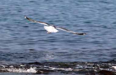 Martılar Kuzey İsrail'in Akdeniz deniz kıyısında oturmak 