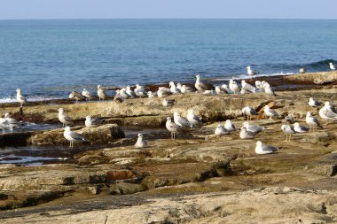 Martılar Kuzey İsrail'in Akdeniz deniz kıyısında oturmak 