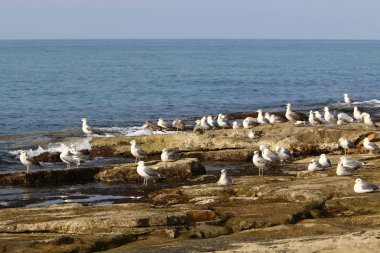 Martılar Kuzey İsrail'in Akdeniz deniz kıyısında oturmak 