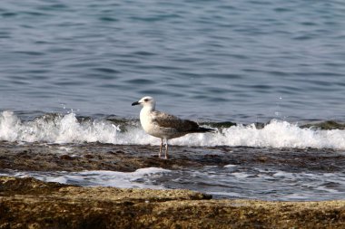 Martılar Kuzey İsrail'in Akdeniz deniz kıyısında oturmak 