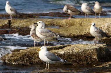 Martılar Kuzey İsrail'in Akdeniz deniz kıyısında oturmak 