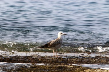 Martılar Kuzey İsrail'in Akdeniz deniz kıyısında oturmak 