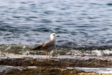 Martılar Kuzey İsrail'in Akdeniz deniz kıyısında oturmak 