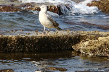 Martılar Kuzey İsrail'in Akdeniz deniz kıyısında oturmak 