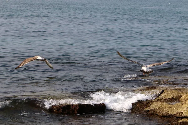 Gaviotas Sientan Las Orillas Del Mar Mediterráneo Norte Israel — Foto de Stock