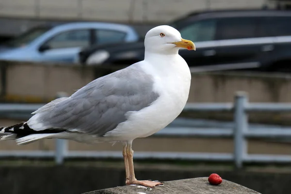 Rackové Sedět Břehu Středozemního Moře Severu Izraele — Stock fotografie