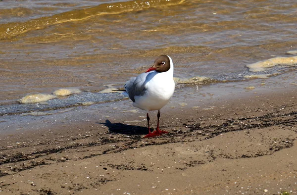 Gulls Sit Shores Mediterranean Sea North Israel — Stock Photo, Image