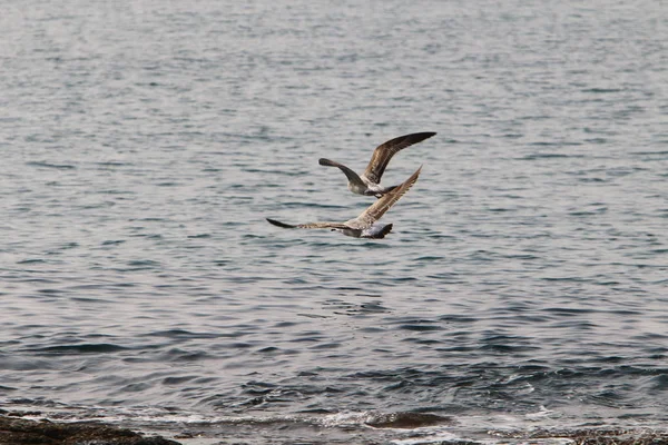 Martılar Kuzey İsrail'in Akdeniz deniz kıyısında oturmak 