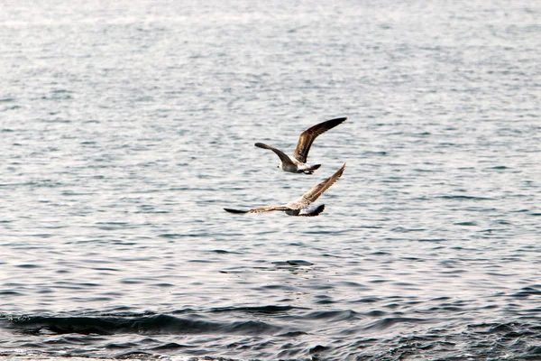 海鸥坐在地中海沿岸的以色列北部 — 图库照片