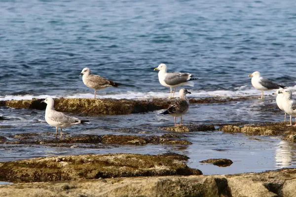 Gaviotas Sientan Las Orillas Del Mar Mediterráneo Norte Israel — Foto de Stock