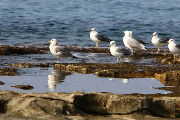 Martılar Kuzey İsrail'in Akdeniz deniz kıyısında oturmak 