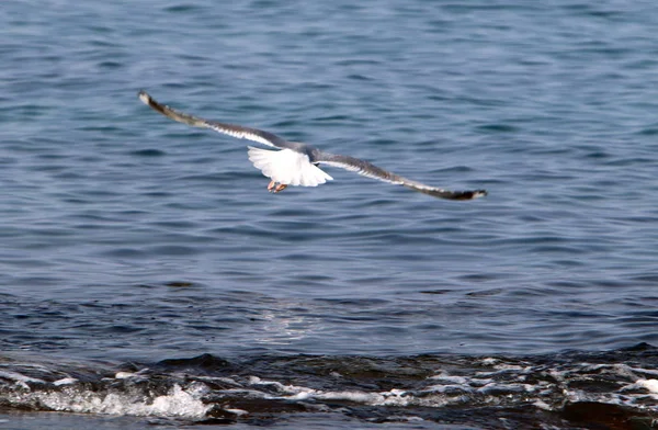 Gaivotas Sentam Nas Margens Mar Mediterrâneo Norte Israel — Fotografia de Stock