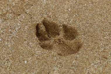 İsrail'in Kuzey Akdeniz kıyısında deniz kum izlemeler 