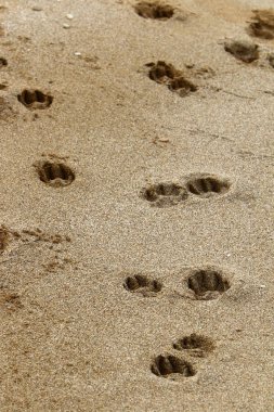 İsrail'in Kuzey Akdeniz kıyısında deniz kum izlemeler 