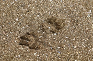 İsrail'in Kuzey Akdeniz kıyısında deniz kum izlemeler 