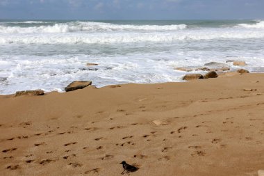 İsrail'in Kuzey Akdeniz kıyısında deniz kum izlemeler 