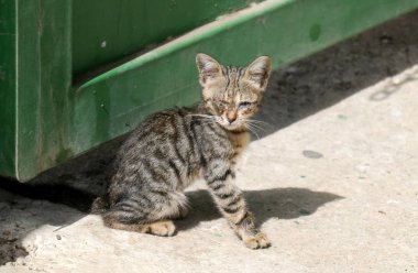 A evde beslenen hayvan, adam iyi ve sadık arkadaşı bir kedidir 