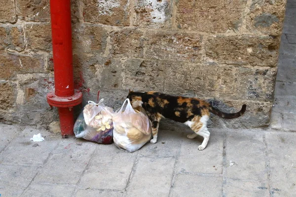 Katt Ett Husdjur God Och Trogen Vän Till Mannen — Stockfoto