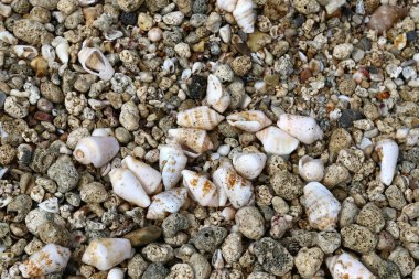 Kuzey İsrail ' Akdeniz'in kıyısında taş yalan 