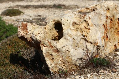 Kuzey İsrail ' Akdeniz'in kıyısında taş yalan 