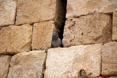 Kuzey İsrail ' Akdeniz'in kıyısında taş yalan 