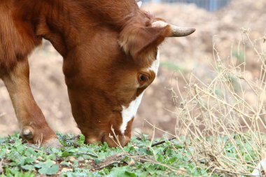 İnekler ve boğa evcil, sığır insan hayatında önemli bir rol işgal 