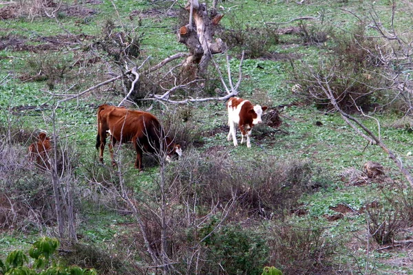 Vacas Toros Son Domesticados Ganado Ocupa Papel Importante Vida Humana —  Fotos de Stock