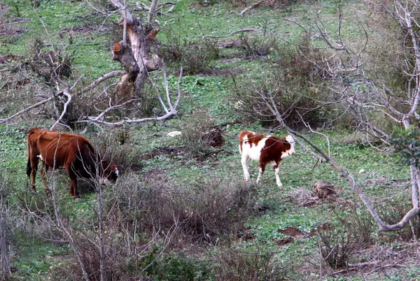 Vacas Toros Son Domesticados Ganado Ocupa Papel Importante Vida Humana —  Fotos de Stock