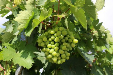 Bahçe olgun lezzetli meyve ağaçlarda hasat zamanı 