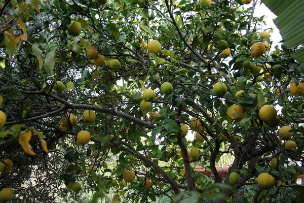 Bahçe Olgun Lezzetli Meyve Ağaçlarda Hasat Zamanı — Stok fotoğraf