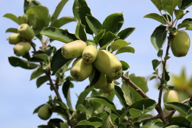 Bahçe olgun lezzetli meyve ağaçlarda hasat zamanı 