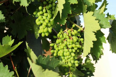 Bahçe olgun lezzetli meyve ağaçlarda hasat zamanı 