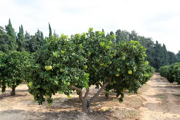 Nas Árvores Jardim Fruta Saborosa Madura Hora Colher — Fotografia de Stock