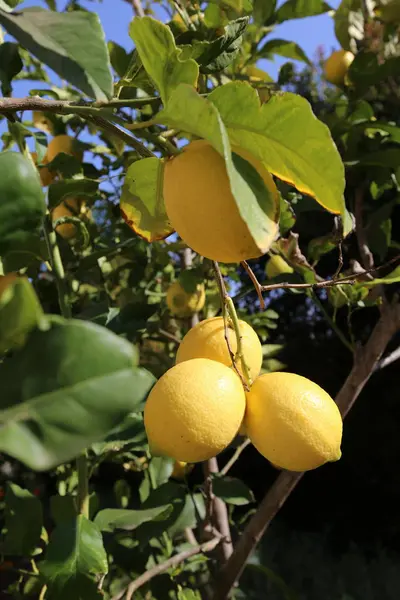 Sur Les Arbres Jardin Mûrs Fruits Savoureux Est Temps Récolter — Photo