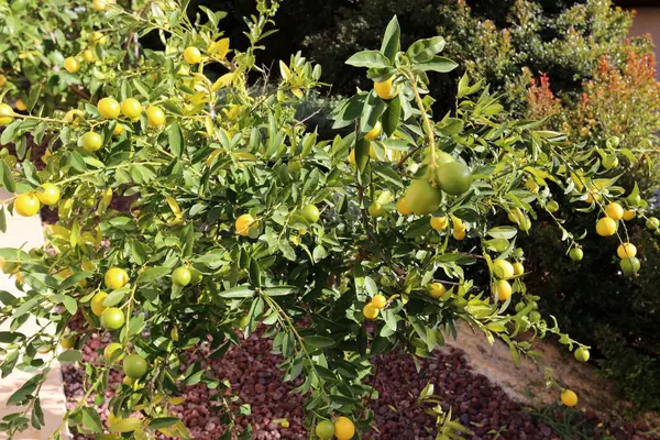 Pada Pohon Pohon Kebun Buah Matang Lezat Saatnya Untuk Panen — Stok Foto