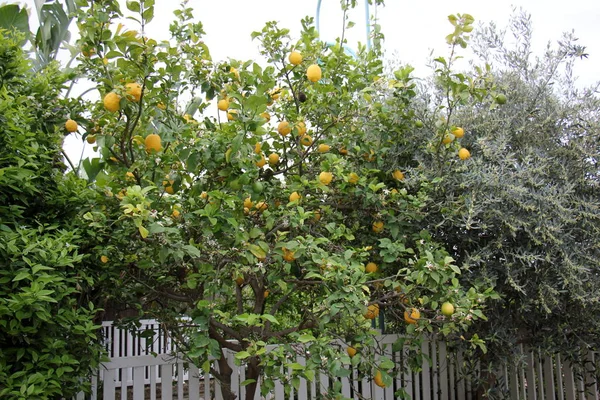 Sur Les Arbres Jardin Mûrs Fruits Savoureux Est Temps Récolter — Photo