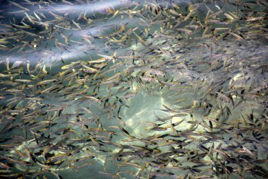 İsrail 'in kuzeyindeki Akdeniz kıyısında. 