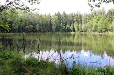 bitki ve su, karşı kıyıda bir görünümden yapılarda yansıması 