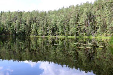 bitki ve su, karşı kıyıda bir görünümden yapılarda yansıması 