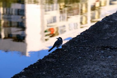 bitki ve su, karşı kıyıda bir görünümden yapılarda yansıması 
