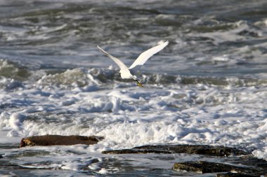 Kuşlar uçmak ve zevk Rüzgar ve fırtına 
