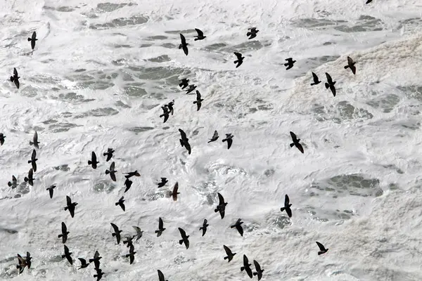 Vögel Fliegen Und Genießen Wind Und Sturm — Stockfoto