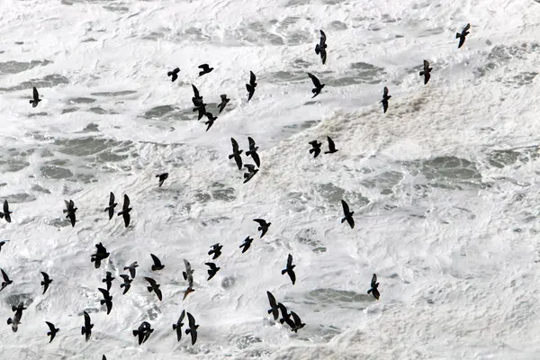 Vögel Fliegen Und Genießen Wind Und Sturm — Stockfoto